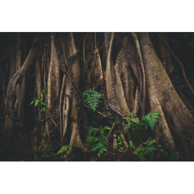Banyan Tree by Jasmina007