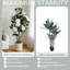 7.09cm Plant