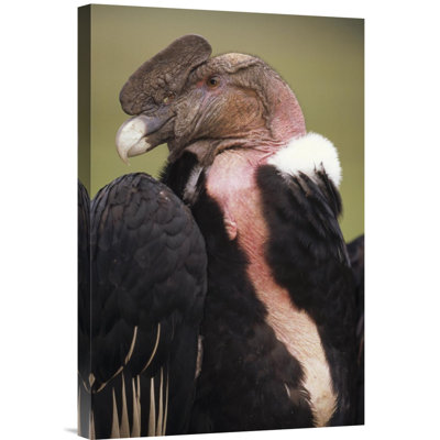 " Andean Condor Male, Cayambe, Ecuador "