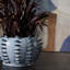 Ailee Vase