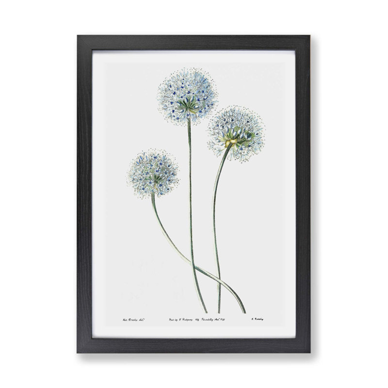 Dandelion Flowers - Framed Print, 33cm H x 45cm W x 2cm D, Black