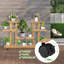 Brixlee Wood Plant Stand