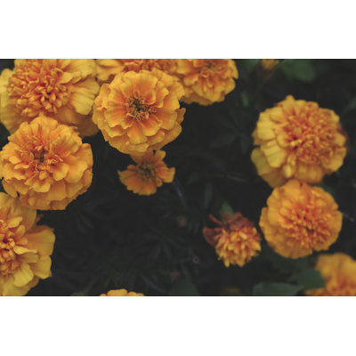 Yellow Flowers - Wrapped Canvas Print