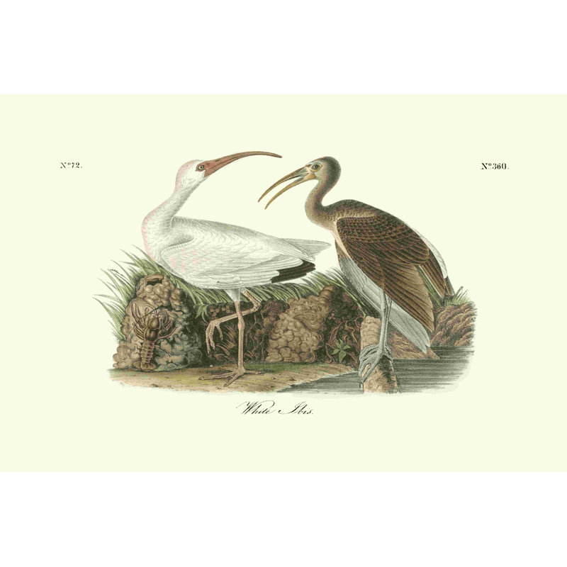 Blanc ibis, H 20 po x l 30 po