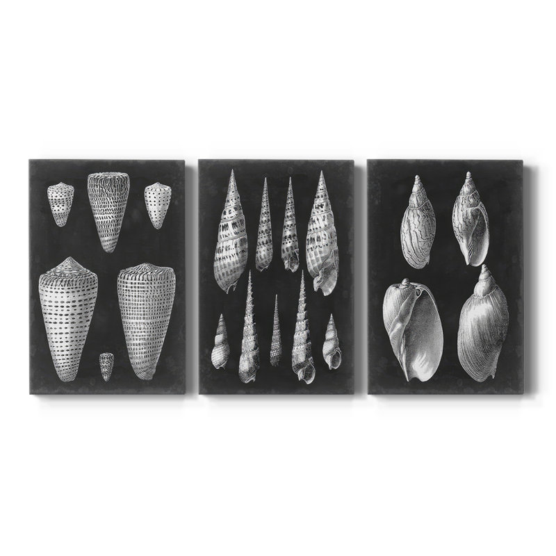 Albâtre coquillages I - Toile tendue avec châssis - 3 pièces, H 12 po x l 24 po