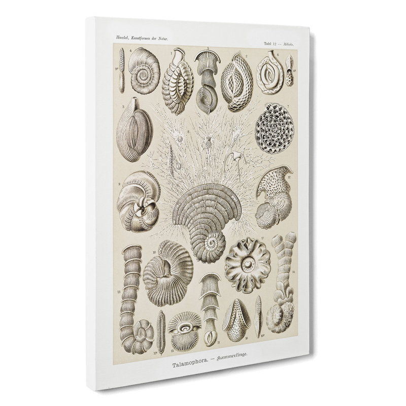Study Of Shells by Ernst Haeckel - Wrapped Canvas Print, 35cm H x 35cm W x 3cm D