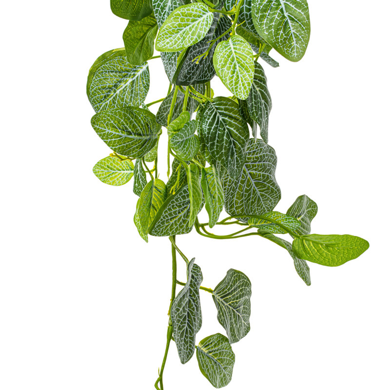  Fittonia artificiel vert 33 po
