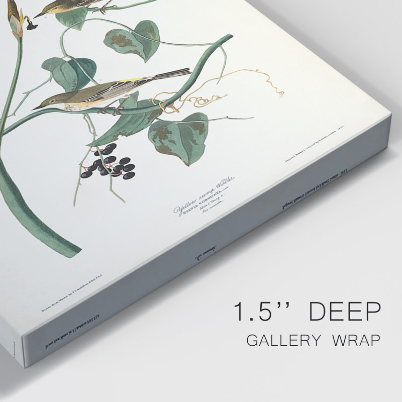 Pl. «153 Yellow-Rump Warbler», ensemble de 3 impressions sur toile tendue, H 18 po x l 36 po x P 1 po