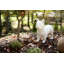 Animals French Bulldog-49609686