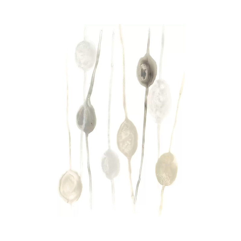 Legume I by June Erica Vess - Wrapped Canvas Painting, 20.32 cm H x 30.48 cm W