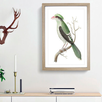 Chinese Roller Bird by George Shaw - Picture Frame Painting Print