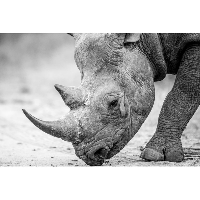Cilka, rhinocéros noir sur toile, H 8 po x l 12 po x P 1,25 po