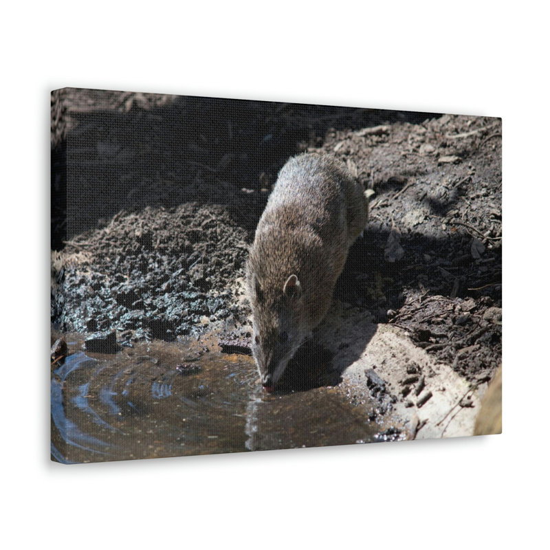 No Frame Print on Canvas, 27.94cm H x 35.56cm W