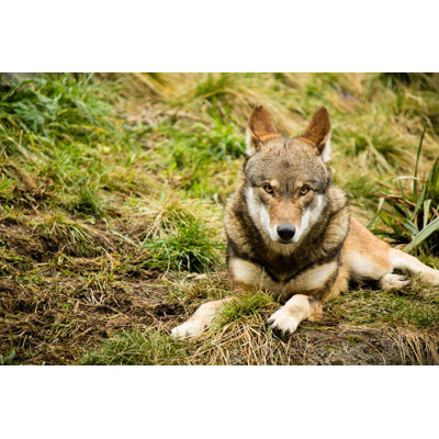 Red Wolf by RDeMaster - Wrapped Canvas Print