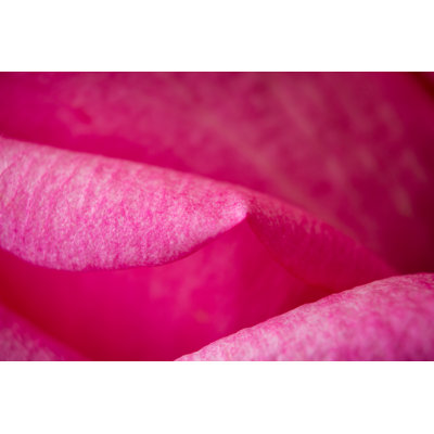 Dara Rose Close Up - Wrapped Canvas Print