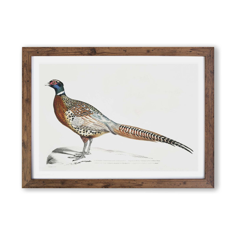'Pheasant Illustrations' by John Edward Gray - Picture Frame Painting Print on Paper, Walnut, 33cm H x 45cm W x 2cm D