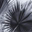 Black And White Palm Leaves B Print