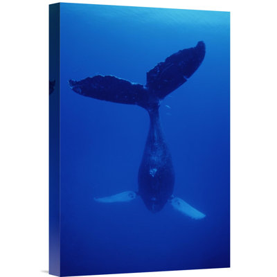 " Humpback Whale Singer Called Frank, Maui, Hawaii "