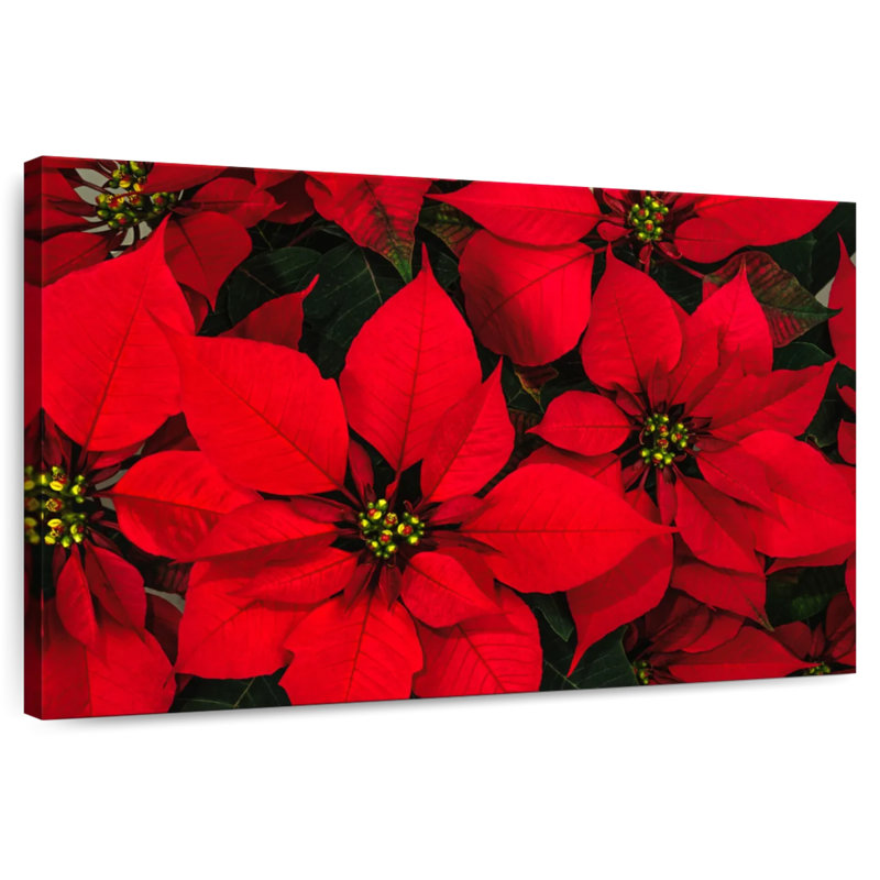 Harnek cramoisi poinsettia