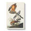 Marsh Hawks by John James Audubon - Wrapped Canvas-55361977