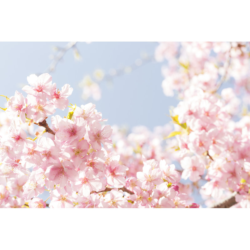 Fleurs de cerisier - Photographie sur toile tendue, H 8 po x l 12 po