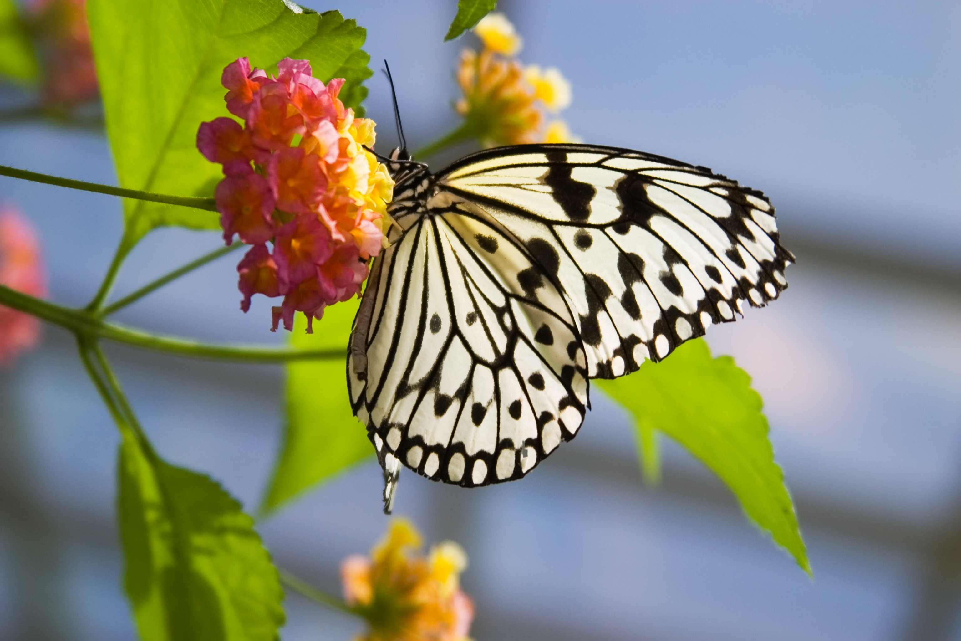 Melmack Brambly Cottage Melmack Butterfly on Flower by Evgenyb - Wrapped Canvas ...