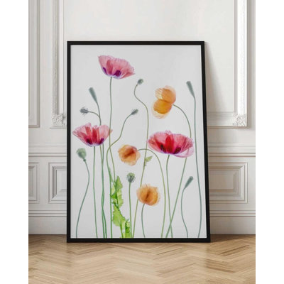 Coquelicot aquarelle, impression florale botanique