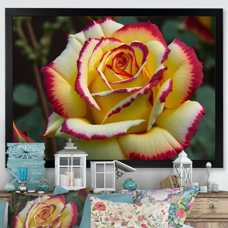 «Red and Yellow Blossoming Spring Rose I», reproduction sur toile, Cadre photo noir, H 12 po x l 20 po x P 1 po