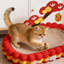 Carton ondulé pour lit de chat en carton ondulé ovale, grand bloc-notes anti-effilochage avec conception incurvée de salon, nid de jeu interactif durable pour les chatons d'intérieur et les chats adultes