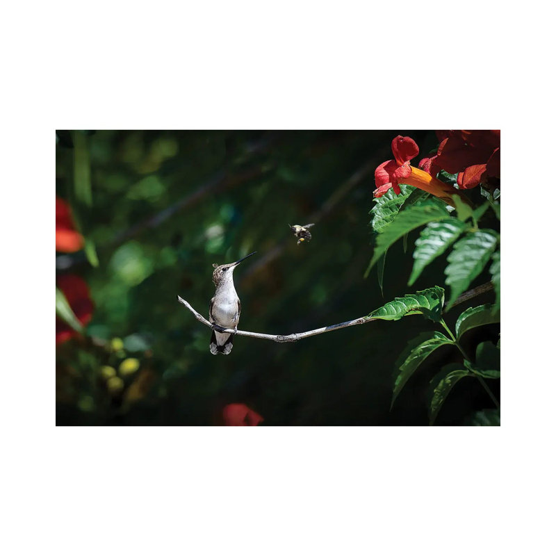 Excuse Me! by David Gardiner - Wrapped Canvas Print, 45.72cm H x 66.04cm W