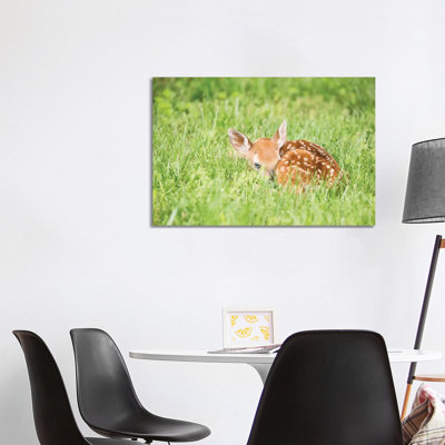 A Fawn by Aledanda - Wrapped Canvas Print