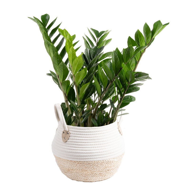 ZZ Plant in Planter