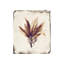 Botanique II Print by Zoey Riley-26940151-26940153