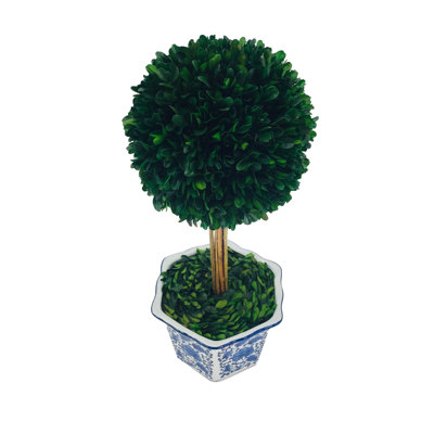 Boxwood Plant in Ceramic Pot