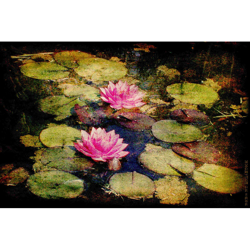 Lily Ponds I by Norman Wyatt Jr. - Wrapped Canvas Print, 32" H x 48" W  
