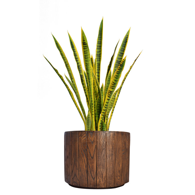 Panama 40" Snake Plant in Planter