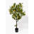 Foliage Tree in Pot
