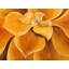Napperon fleur orange en polyester tressé