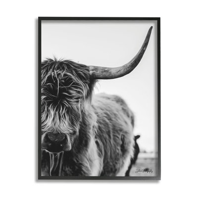 Gros plan sur une vache Highland