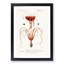 Octopus and Squid by Charles d Orbigny - Framed Print-55577195-55577194