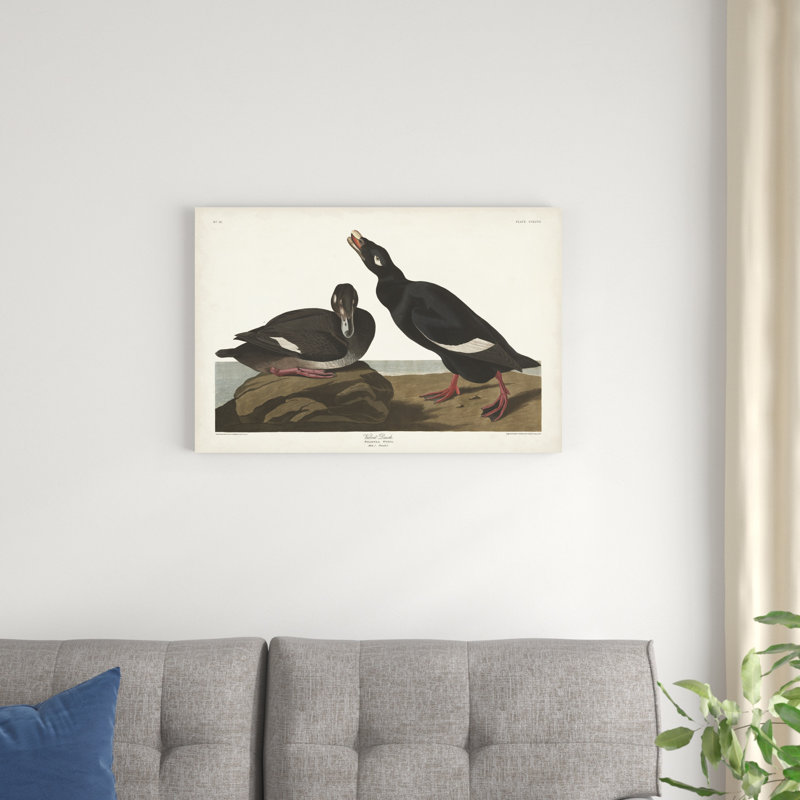 Pl 247 velours canard, H 20 po x l 30 po