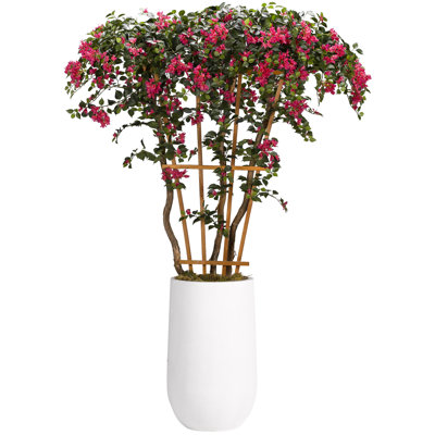 Bouganvillea Flowering Tree in Tall Round Clay Planter