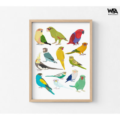 Cute Budgerigar Bird Poster, Moluccan Eclectus Artwork Gift Idea, Small Conure Parrot Colorful Bird Lover Poster Print