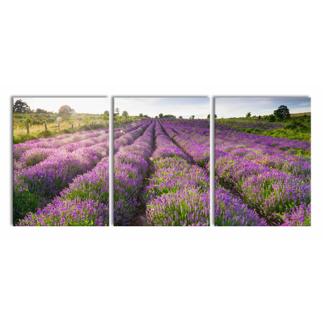 3-tlg. Leinwandbilder-Set Lavender Field in Provence