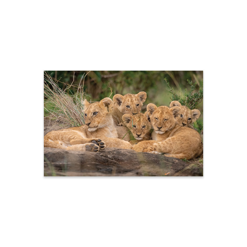 Adorables lionceaux sur verre acrylique