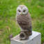 Figurines de collection Owl