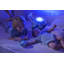 Famille de baleines tranquilles