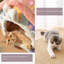 Lit pour animaux Dorcent-1376830426