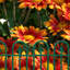 Ensemble de bordure de jardin en polyéthylène H 12 po x l 22,4 po (ensemble de 12)
