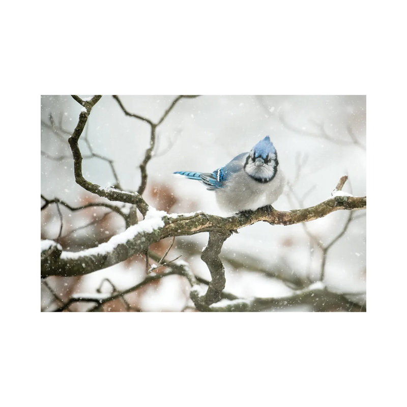 Cold Jay by David Gardiner - Wrapped Canvas Print, 30.48cm H x 45.72cm W